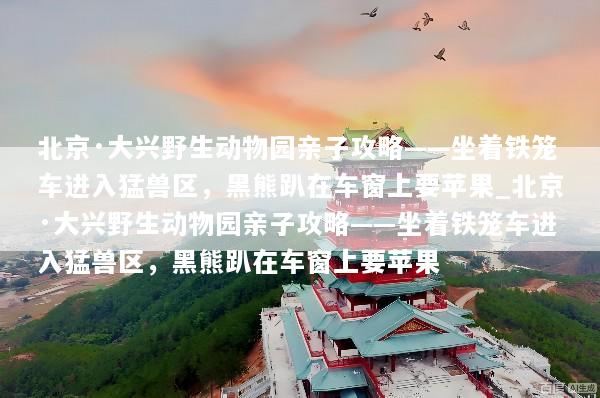 北京·大兴野生动物园亲子攻略——坐着铁笼车进入猛兽区，黑熊趴在车窗上要苹果_北京·大兴野生动物园亲子攻略——坐着铁笼车进入猛兽区，黑熊趴在车窗上要苹果