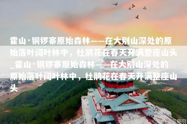 霍山·铜锣寨原始森林——在大别山深处的原始落叶阔叶林中，杜鹃花在春天开满整座山头_霍山·铜锣寨原始森林——在大别山深处的原始落叶阔叶林中，杜鹃花在春天开满整座山头